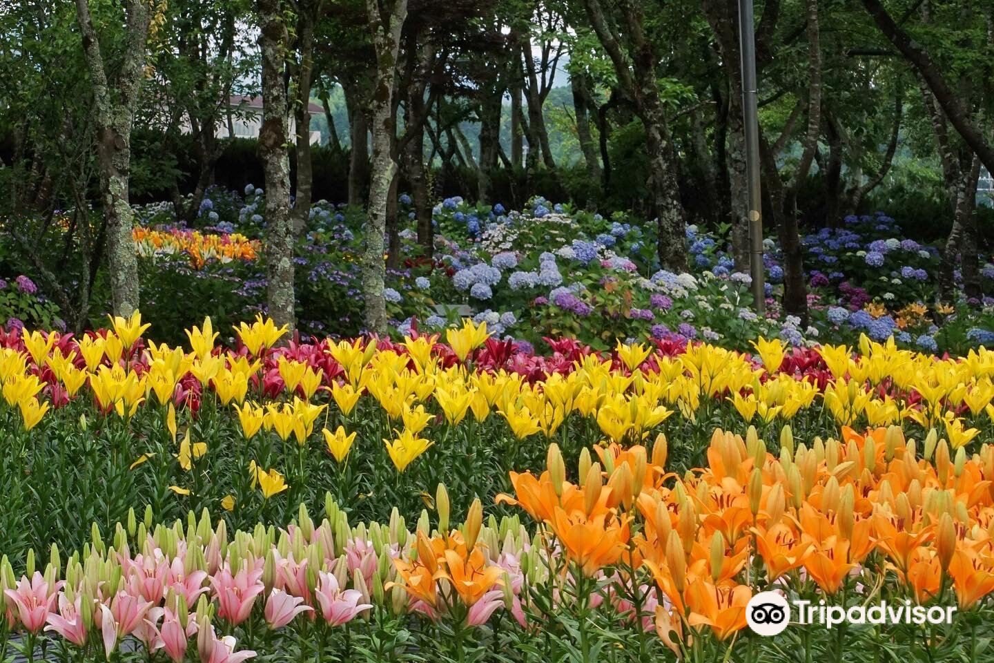 🌸 타마미즈 백합·수국원(타마미즈 유리 아지사이엔) 이미지 8